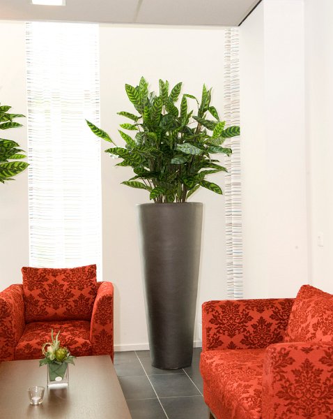 anthurium in partner super